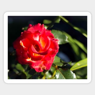 Glowing bright red rose Sticker